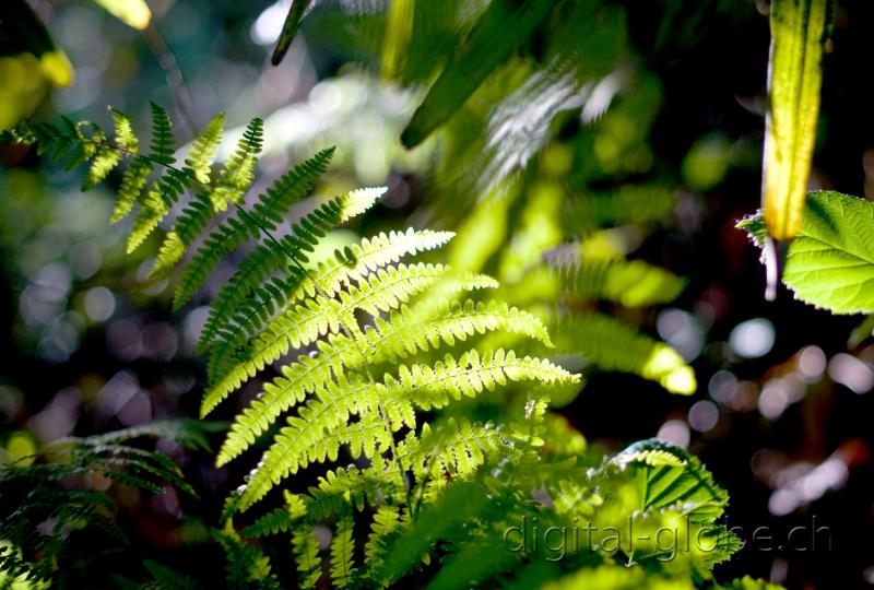 foglie, primavera, Minusio, 50mm Nikkor, fotografia, natura