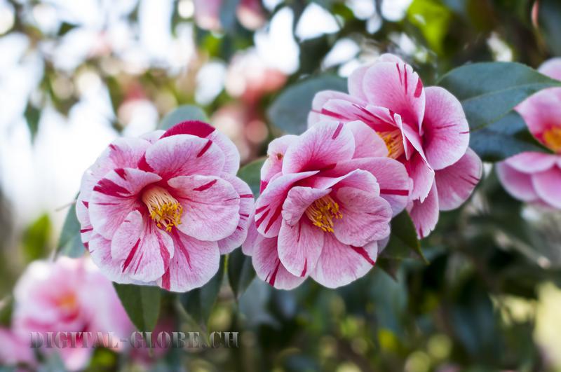 Camelia, Locarno, primavera, fotografia, natura