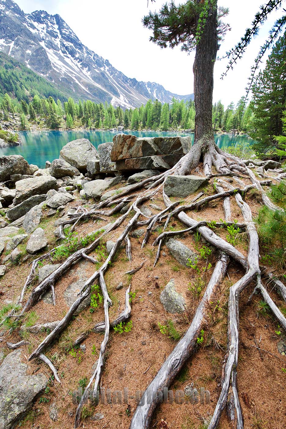 Poschiavo, Valle di Campo, fotografia