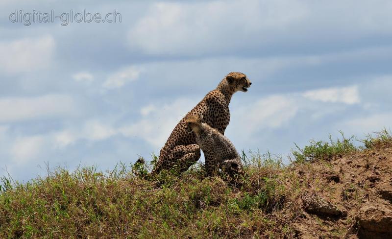 Serengeti