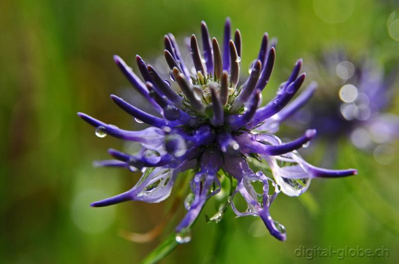 Fiore, pioggia, natura, fotografia