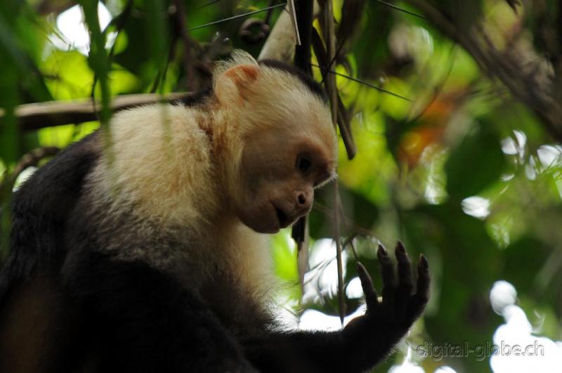 Manuel Antonio, Costa Rica, fotografia naturalisitica