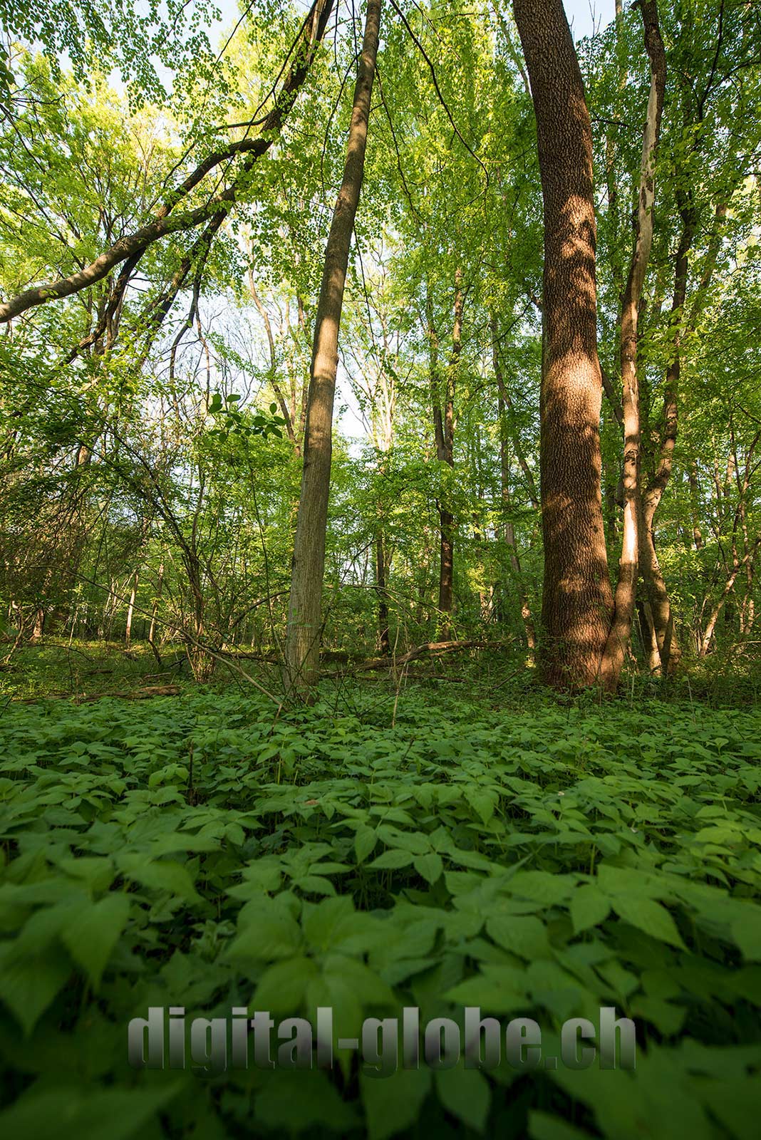 Ticino, fotografia, Bolle di Magadino, natura