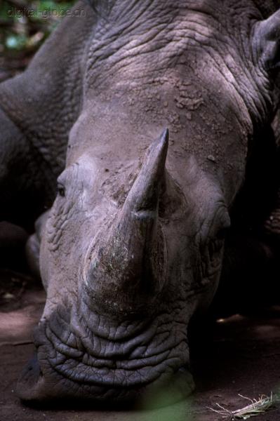 Maasai Mara, Kenya, Africa, fauna, fotografia