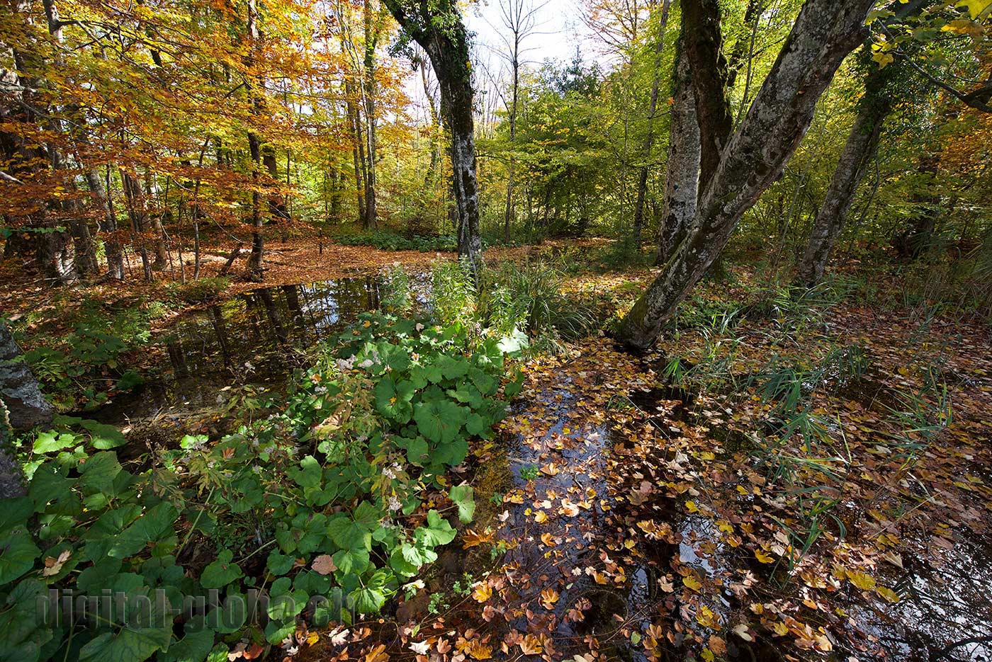 Plitvicka Jezera, Croazia, fotografia, natura, lago, bosco, foresta