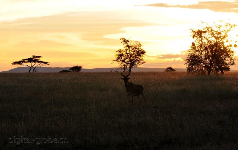 Serengeti