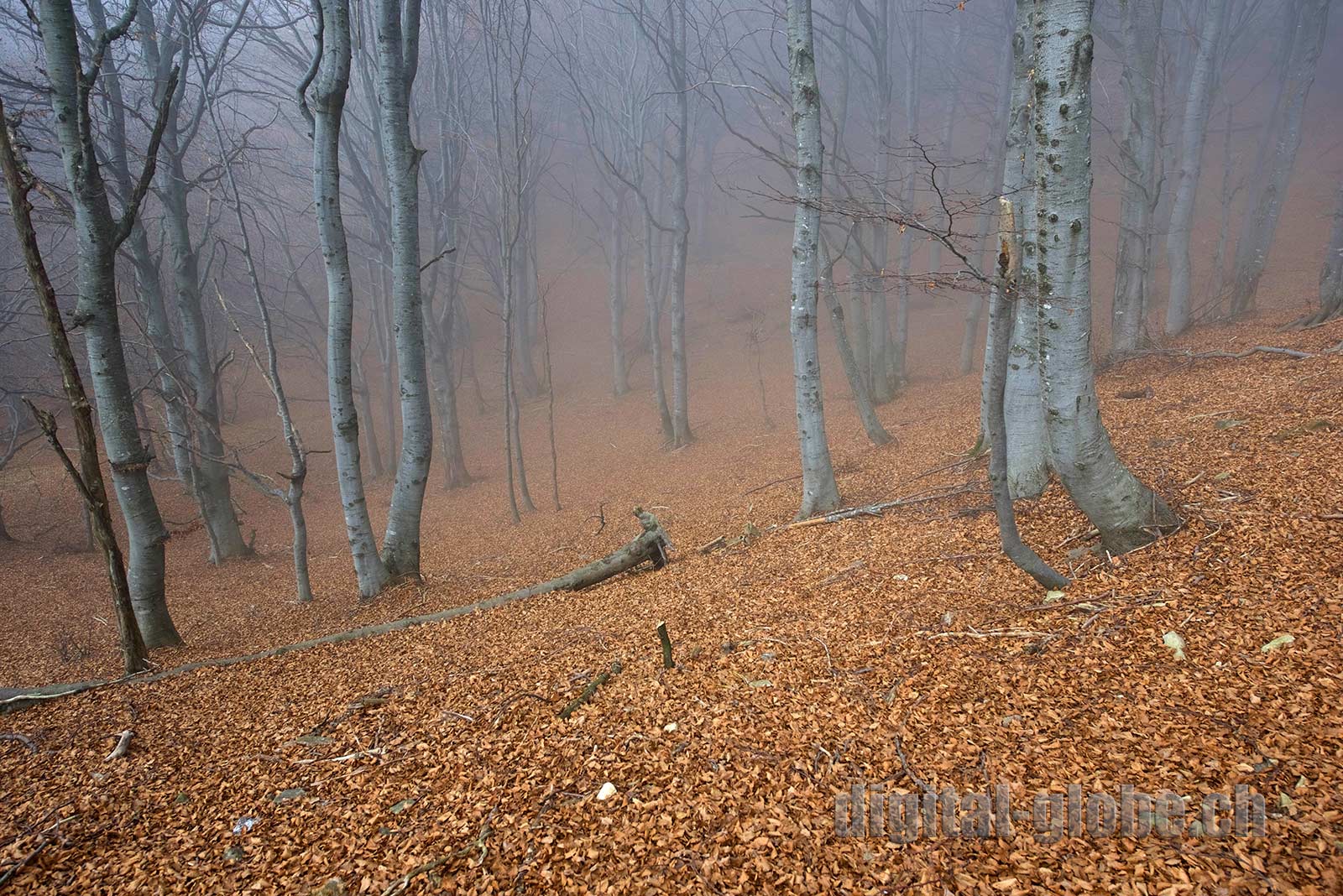 nebbia, alberi, bosco, Ticino, Lago Maggiore