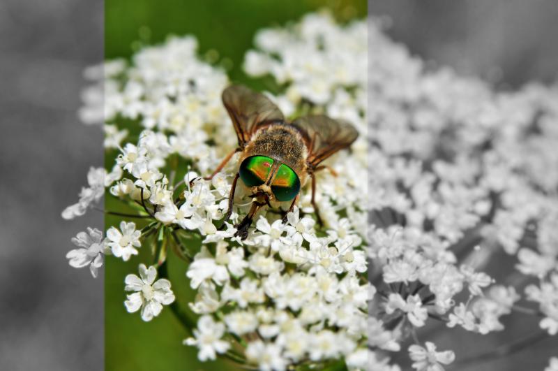 Poschiavo, insetto, mosca, natura