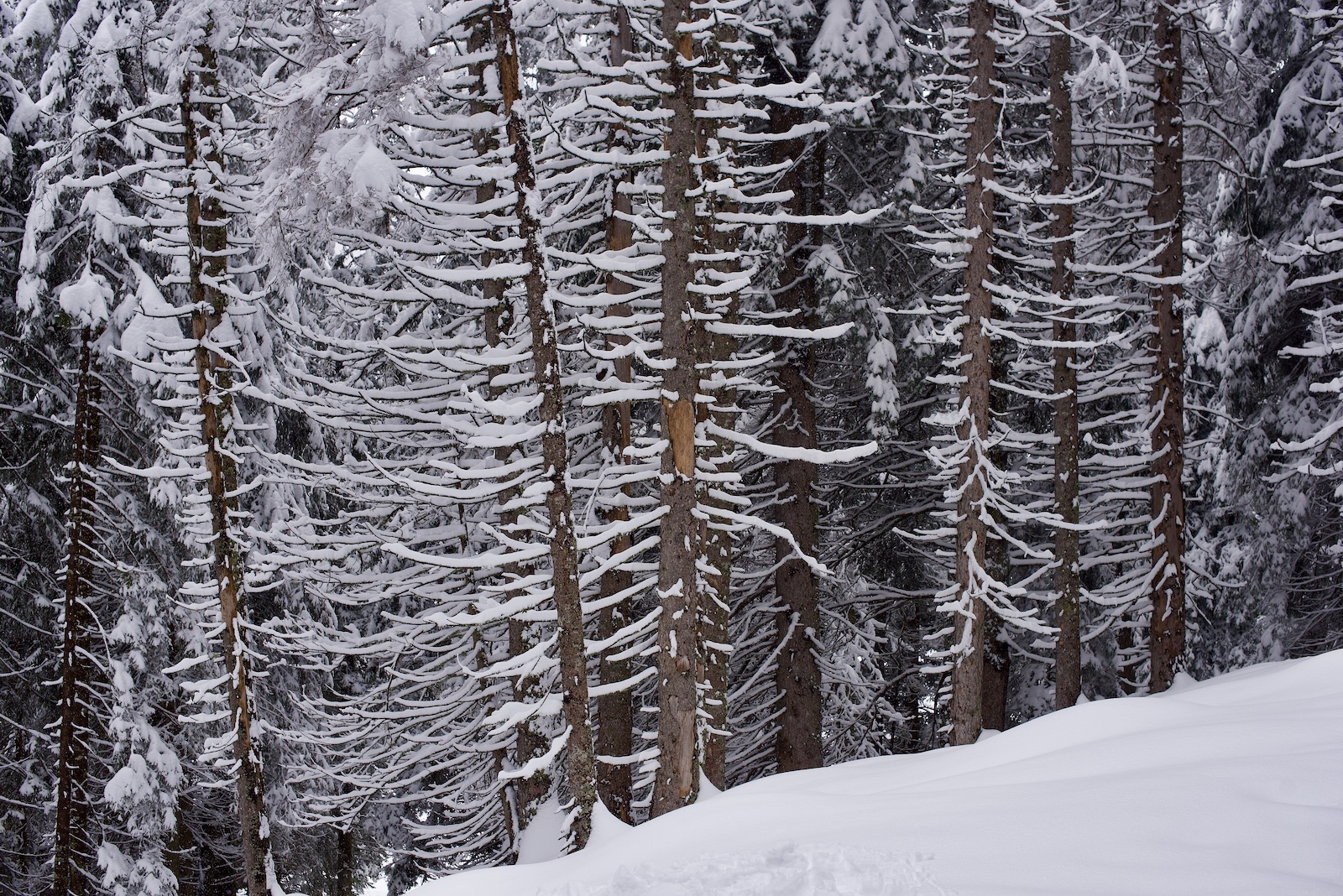 San Bernardino, fotografia, inverno, neve, natura