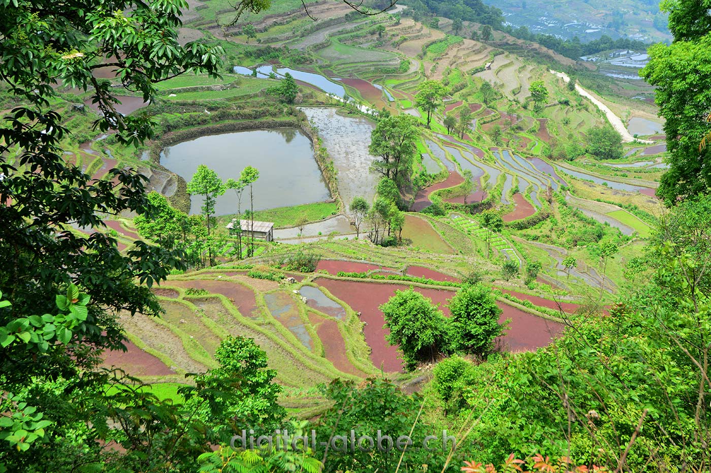 Yuanyang, Yunnan, risaie, fotografia