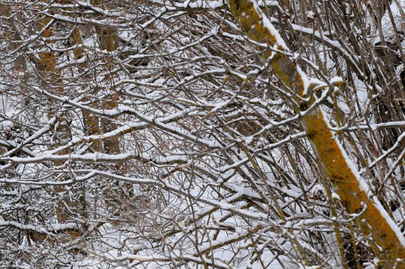 Inverno, neve, fotografia, Natura, Poschiavo, Svizzera
