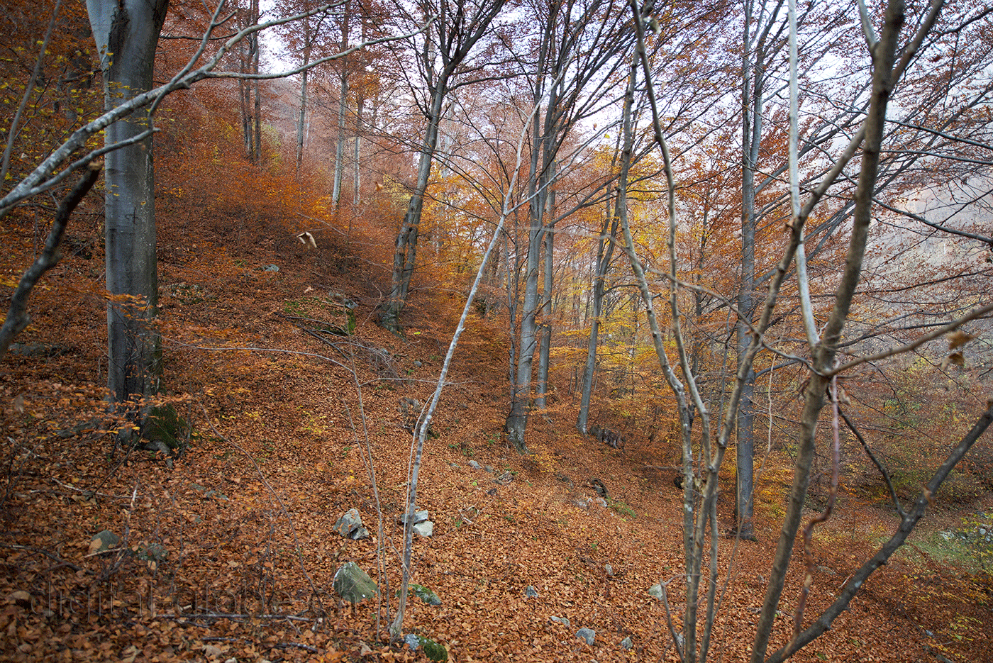 Ticino, fotografia, natura, autunno, Giorledo