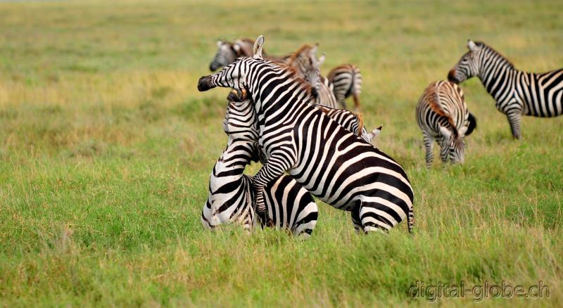 Zebra Burchell, Serengeti, combattimento