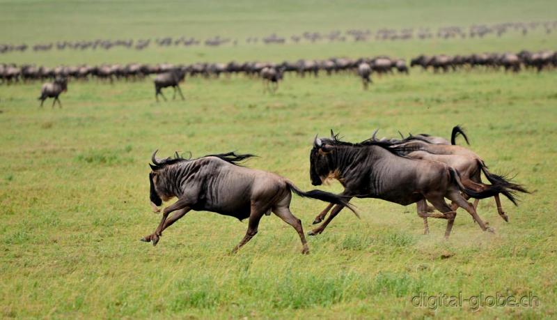 Gnù, Serengeti