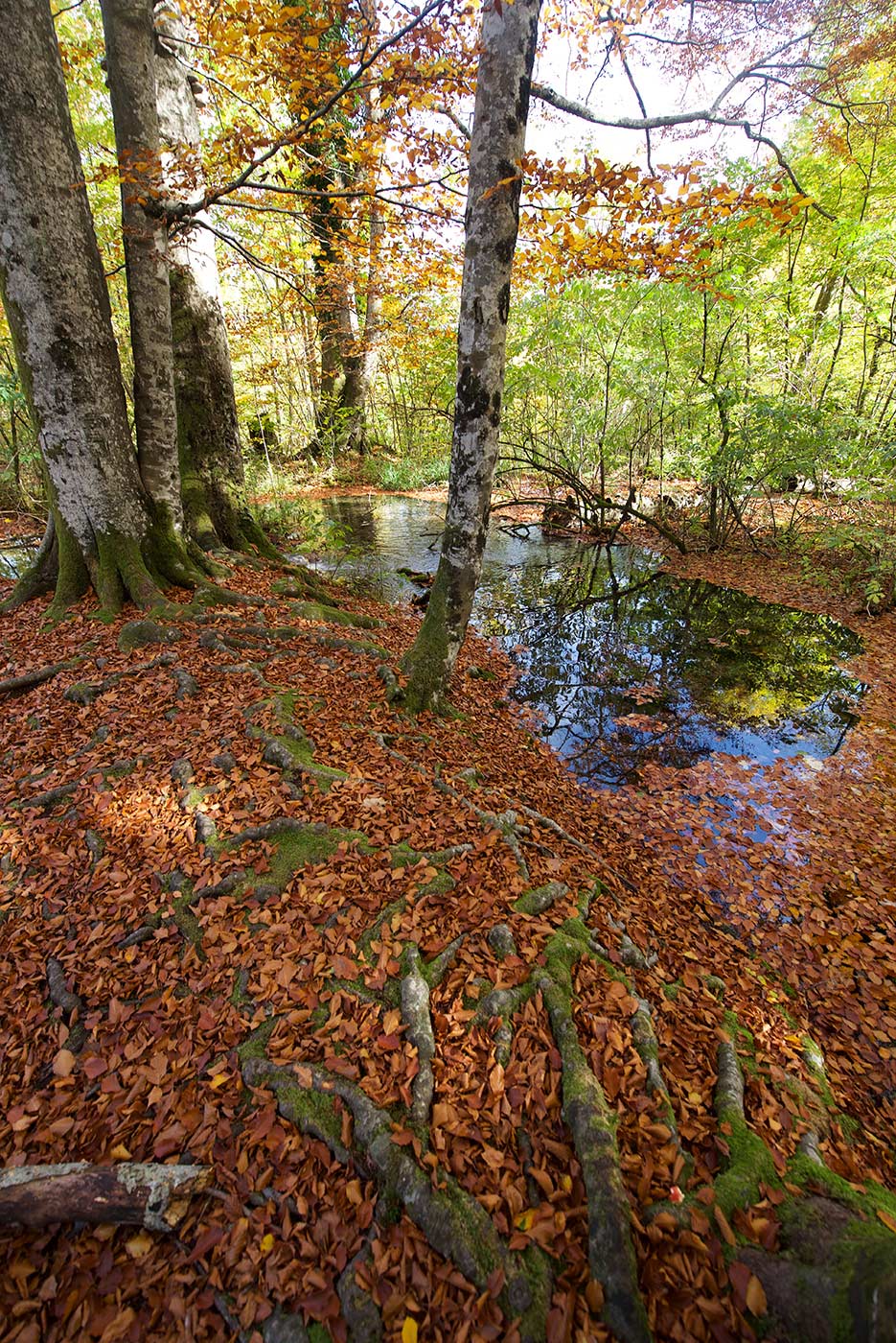 Plitvicka Jezera, Croazia, fotografia, natura, lago, bosco, foresta