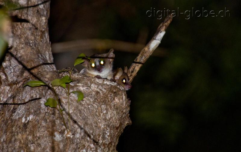 Lemure, notte, Kirindy, Madagascar, fotografia