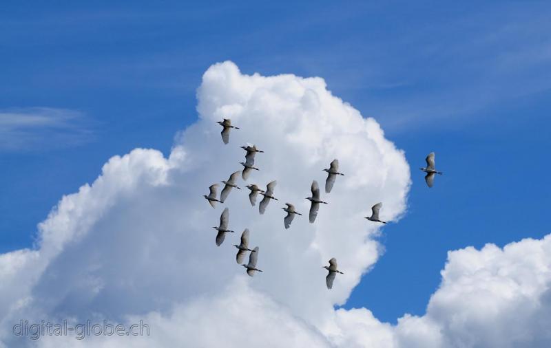 Ngorongoro, Tanzania, Africa, fotografia, natura, fauna