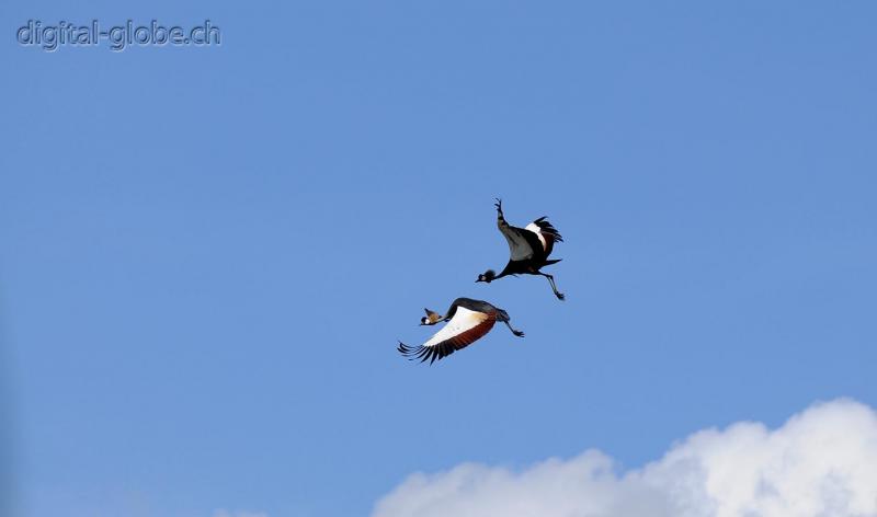 Maasai Mara, Kenya, Africa, fauna, fotografia