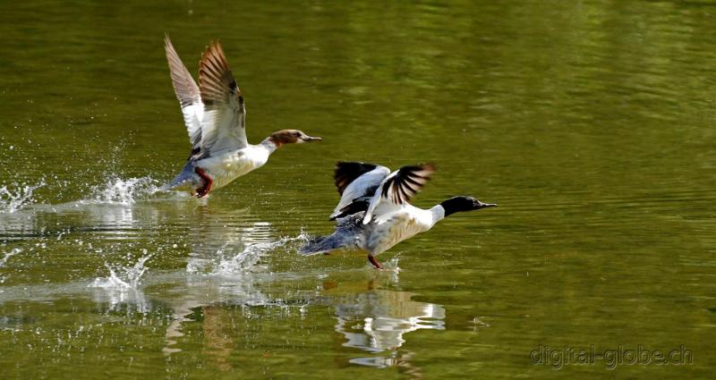 Aare, Berna, Svizzera, fiume, fotografia naturalistica