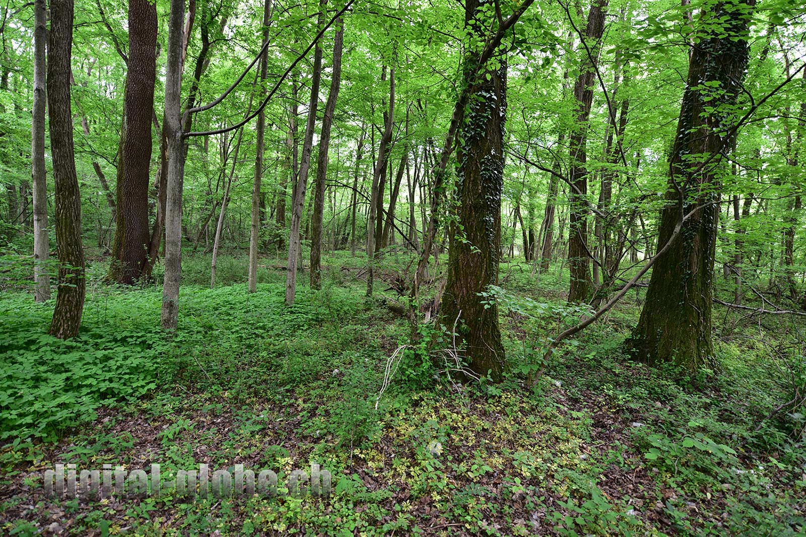 Ticino, fotografia, Bolle di Magadino, natura