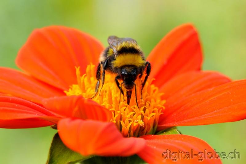 Aare, Berna, Svizzera, fiume, fotografia naturalistica