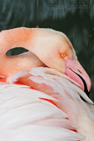 Aare, Berna, Svizzera, fiume, fotografia naturalistica