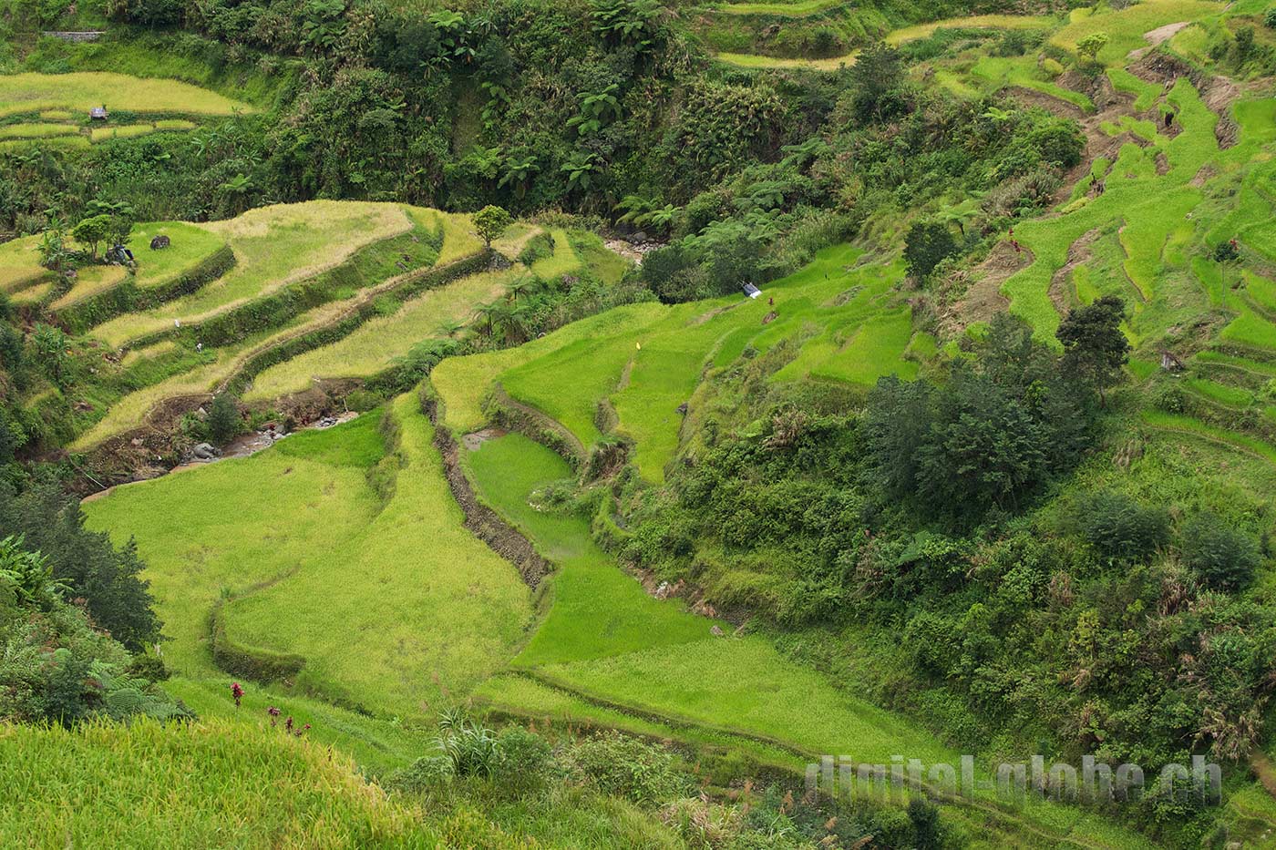 Ifugao Province, Filippine, Rice Terraces, Bangaan, Batad, Banaue