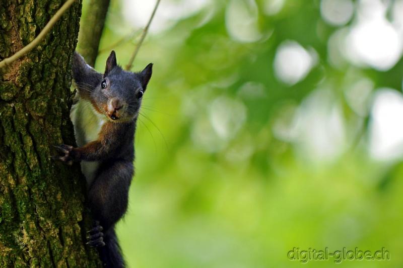 Aare, Berna, Svizzera, fiume, fotografia naturalistica