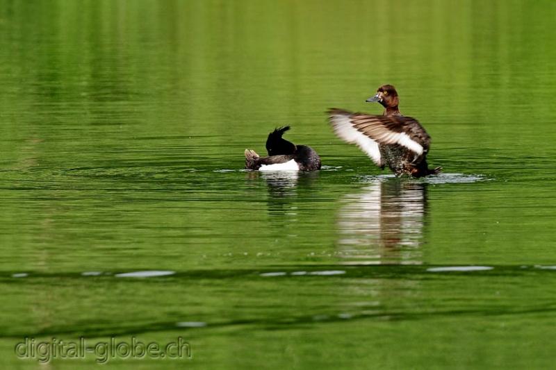 Aare, Berna, Svizzera, fiume, fotografia naturalistica