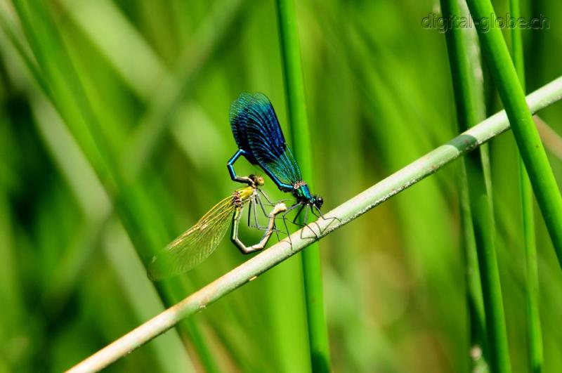 Aare, Berna, Svizzera, fiume, fotografia naturalistica