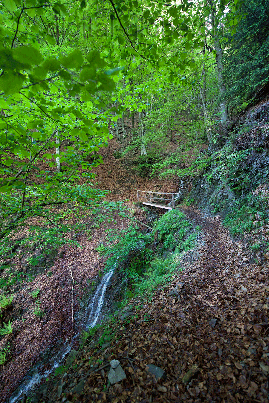 Ticino, fotografia, natura, autunno, Giorledo