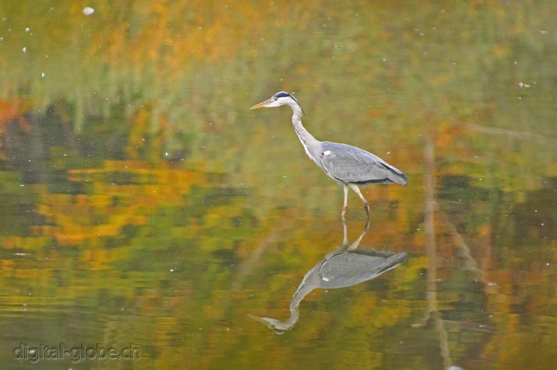 Aare, Berna, Svizzera, fiume, fotografia naturalistica