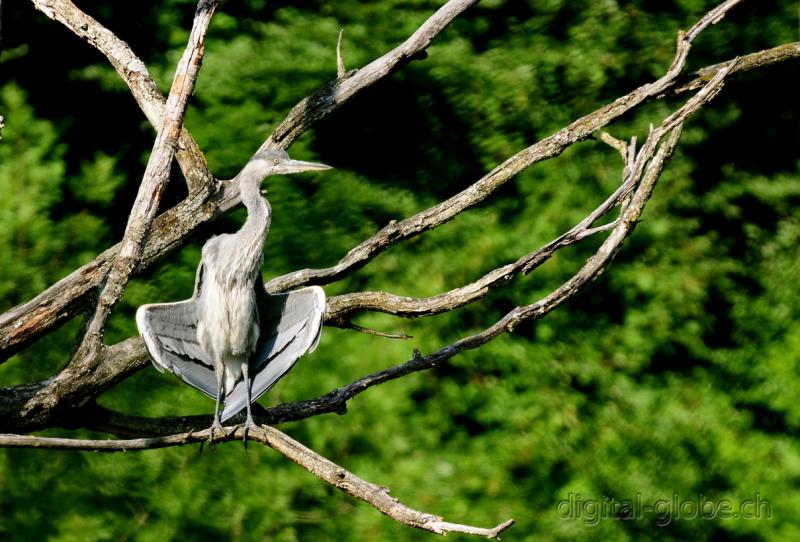 Aare, Berna, Svizzera, fiume, fotografia naturalistica