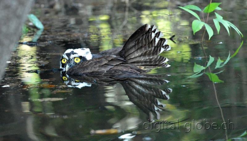 Brasile Amazzonia, fotografia, natura