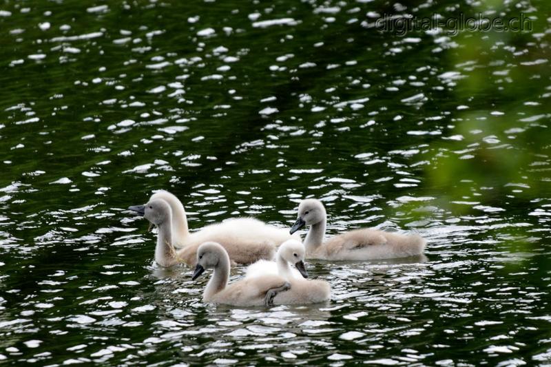 Aare, Berna, Svizzera, fiume, fotografia naturalistica