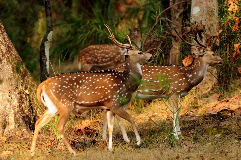 Bandhavgarh