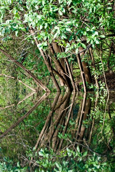 Brasile Amazzonia, fotografia, natura