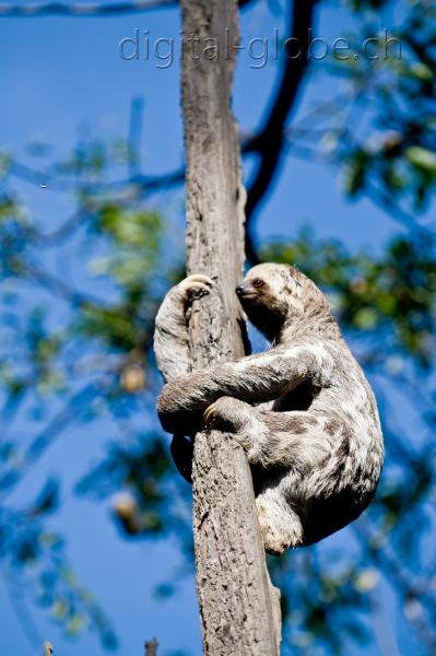 Brasile Amazzonia, fotografia, natura