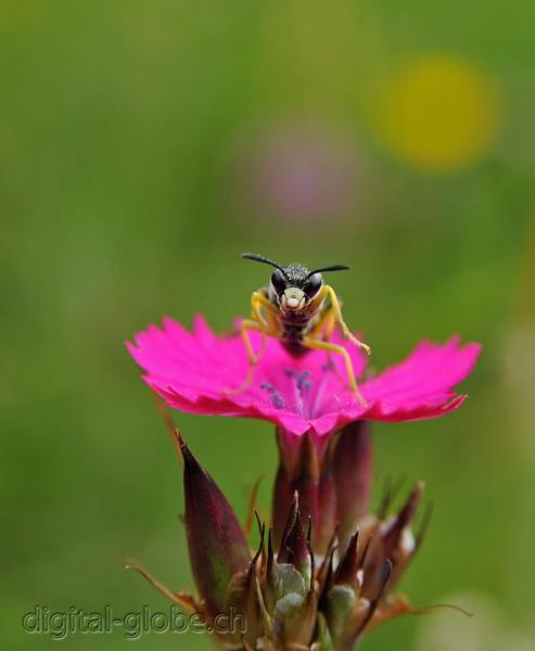 Vespa, fiore, fotografia, macro, Natura, Poschiavo, Svizzera