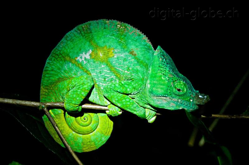 Camaleonte, notturno, Madagascar, fotografia