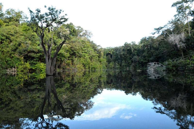 Brasile Amazzonia, fotografia, natura