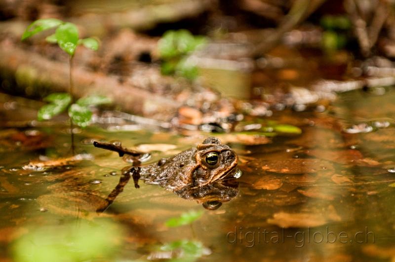 Pantanal, fotografia, natura