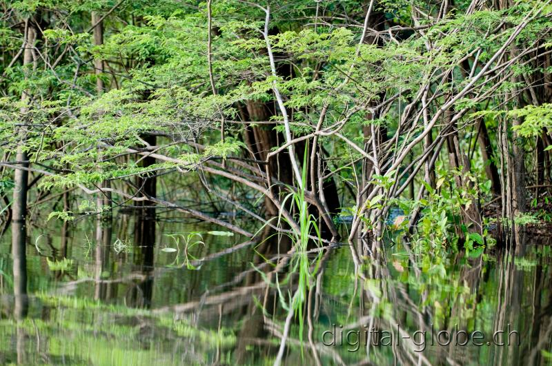 Brasile Amazzonia, fotografia, natura