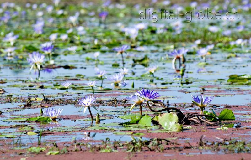 Ninfea, risaia, Madagascar, fotografia