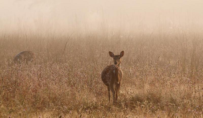 Kanha