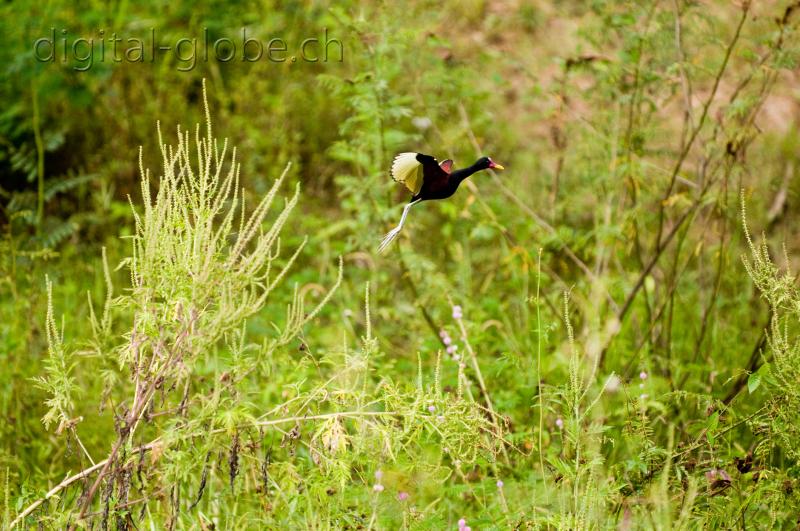 Brasile Amazzonia, fotografia, natura