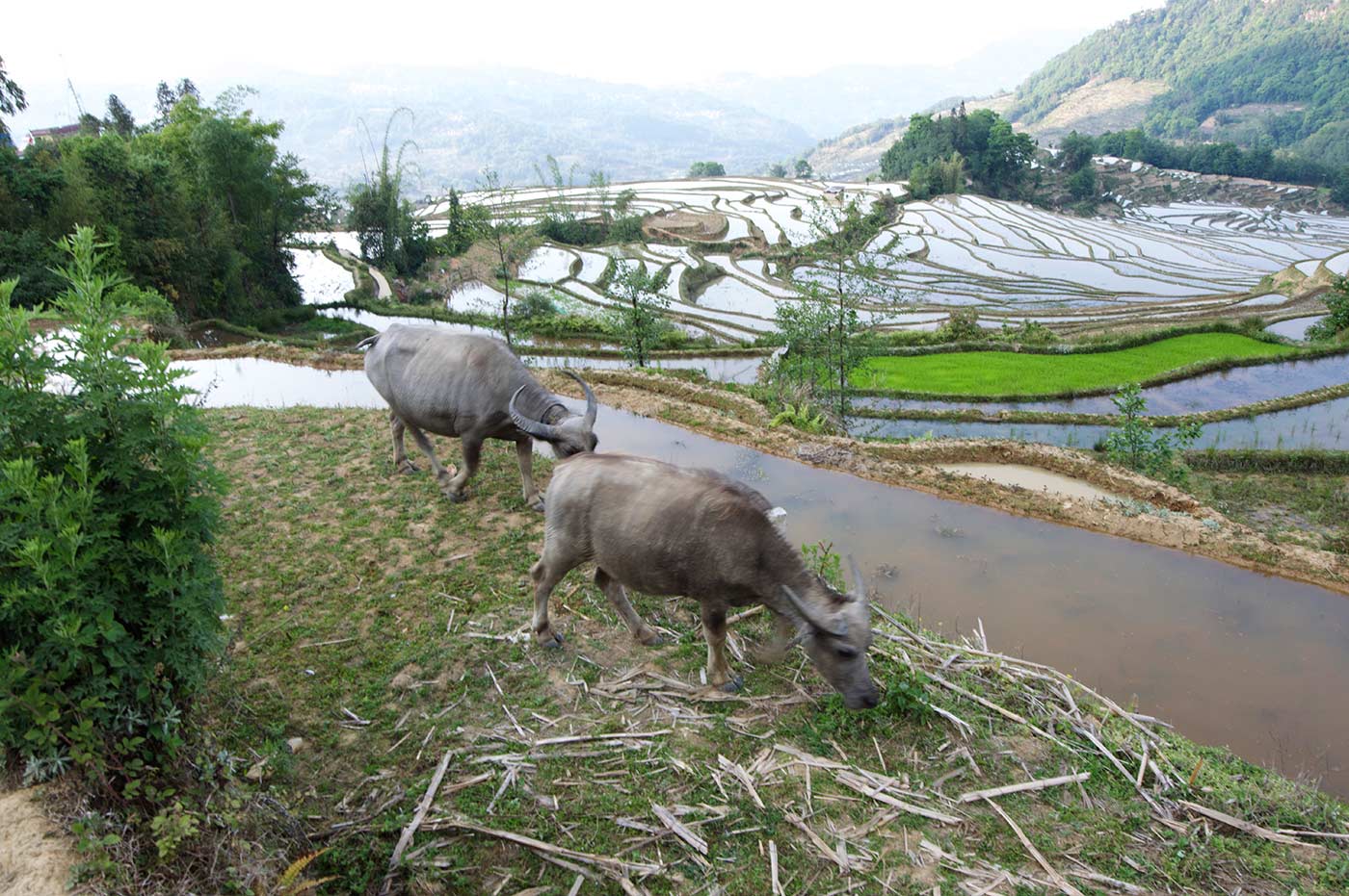 Yuanyang, Yunnan, risaie, fotografia