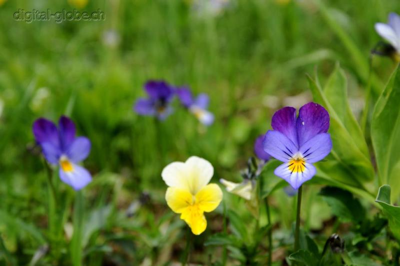 Fiore, alpino, fotoggrafia, macro, Natura, Poschiavo, Svizzera