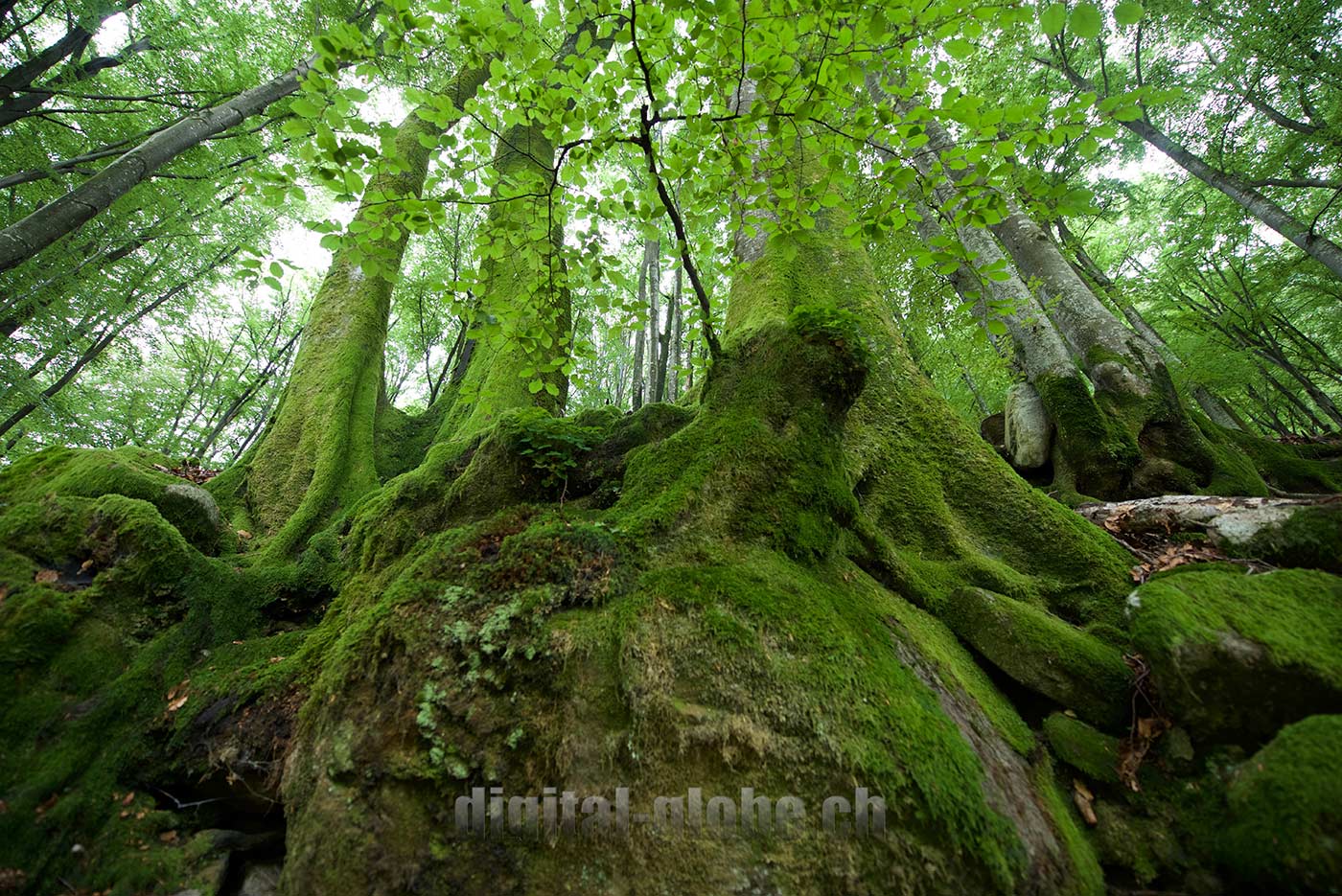 Ticino, fotografia, Verzasca, natura