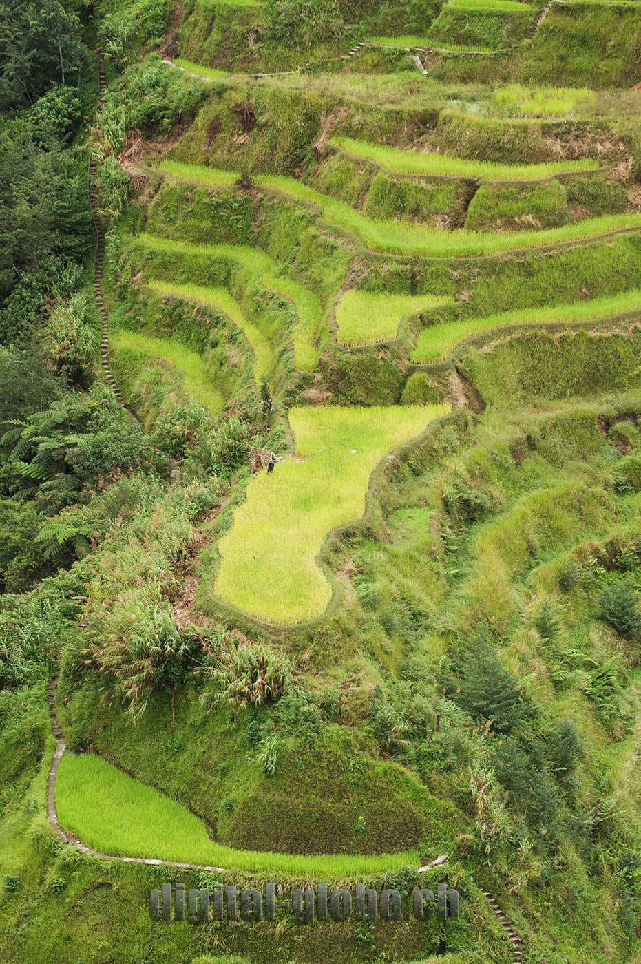 Ifugao Province, Filippine, Rice Terraces, Bangaan, Batad, Banaue